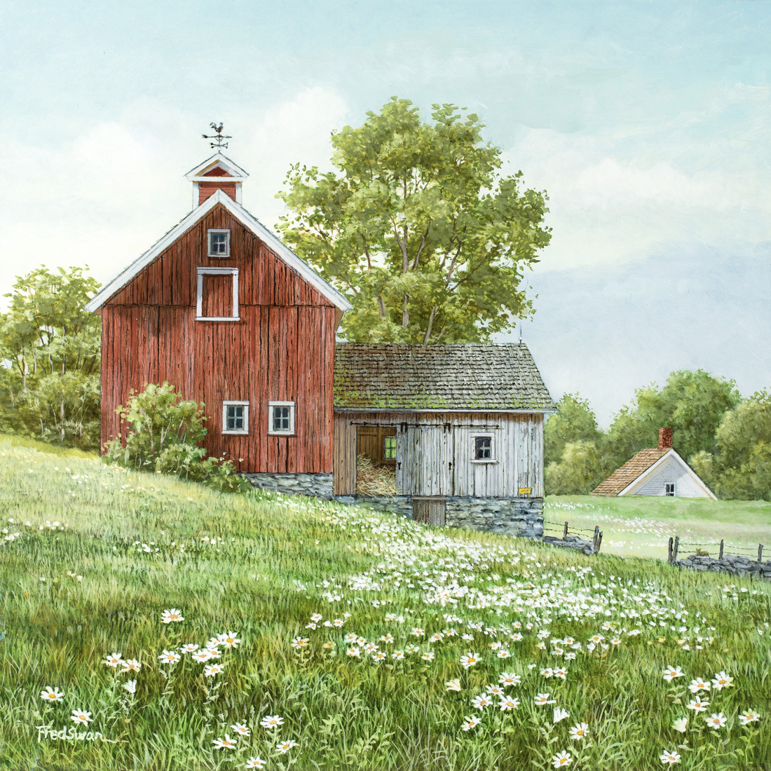 Field of Daisies