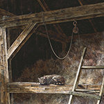 Barn Cat